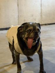 Lost Male Dog last seen west Springfield Rd Saint Clair mo 63077, Saint Clair, MO 63077