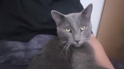 Lost Male Cat last seen Walnut st, Duncanville, TX 75116