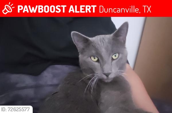 Lost Male Cat last seen Walnut st, Duncanville, TX 75116