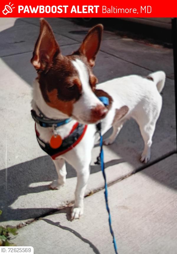 Lost Male Dog last seen Cold Spring Lane , Baltimore, MD 21212