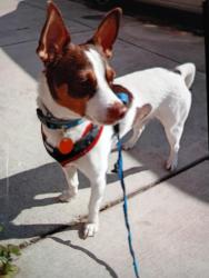 Lost Male Dog last seen Cold Spring Lane , Baltimore, MD 21212