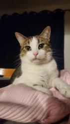 Lost Male Cat last seen Corner of wembley and camborne , Lemay, MO 63125