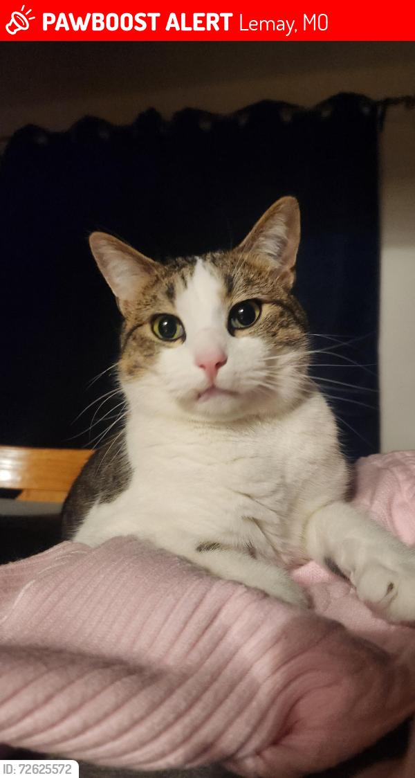 Lost Male Cat last seen Corner of wembley and camborne , Lemay, MO 63125