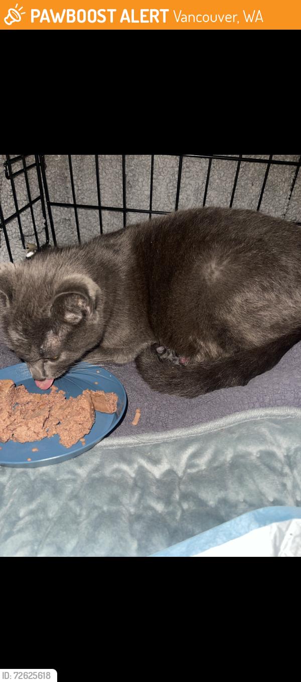 Found/Stray Female Cat last seen Northeast 109th ave , Vancouver, WA 98662