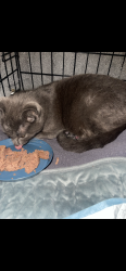 Found/Stray Female Cat last seen Northeast 109th ave , Vancouver, WA 98662