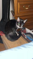 Lost Female Cat last seen S Seale Rd. 11th PL S, Phenix City, AL 36869