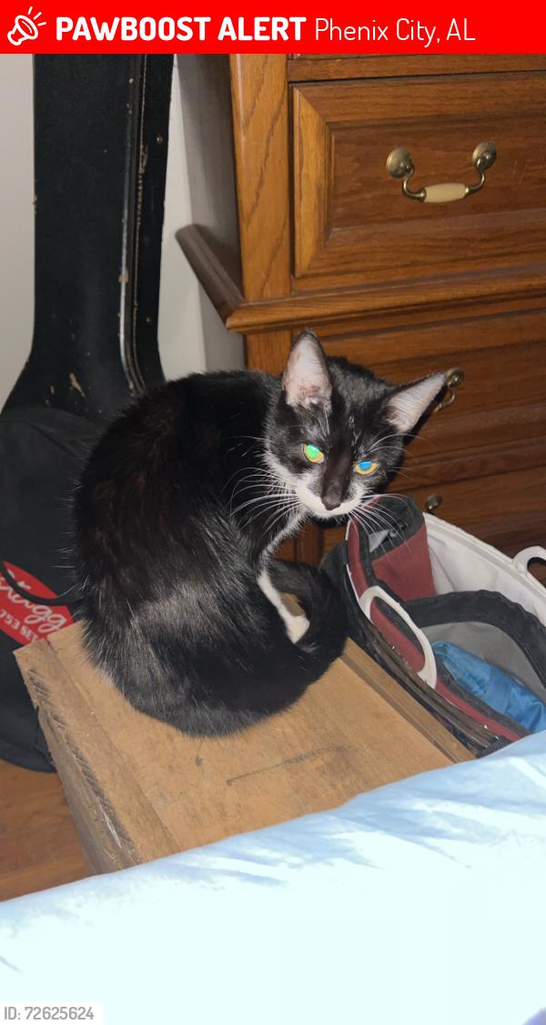 Lost Female Cat last seen S Seale Rd. 11th PL S, Phenix City, AL 36869
