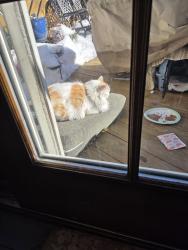 Lost Female Cat last seen 10th Avenue and 79th St, Brooklyn, NY 11228