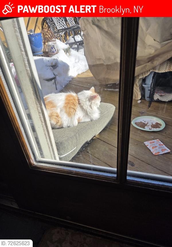 Lost Female Cat last seen 10th Avenue and 79th St, Brooklyn, NY 11228