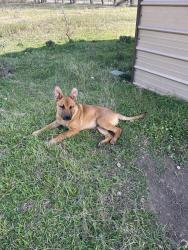 Found/Stray Male Dog last seen Denise , Haltom City, TX 76148