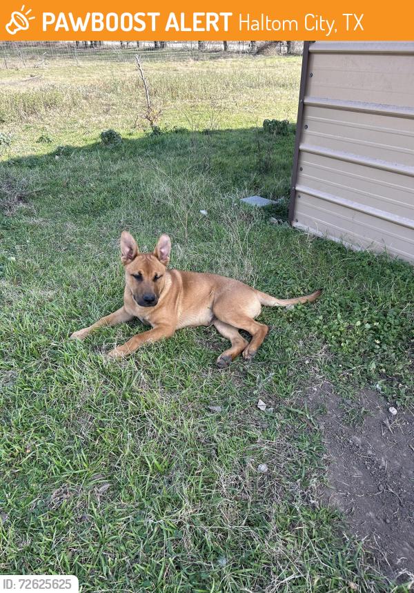 Found/Stray Male Dog last seen Denise , Haltom City, TX 76148