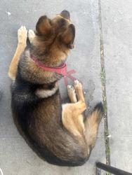 Found/Stray Unknown Dog last seen First and belmont, Fresno, CA 93702