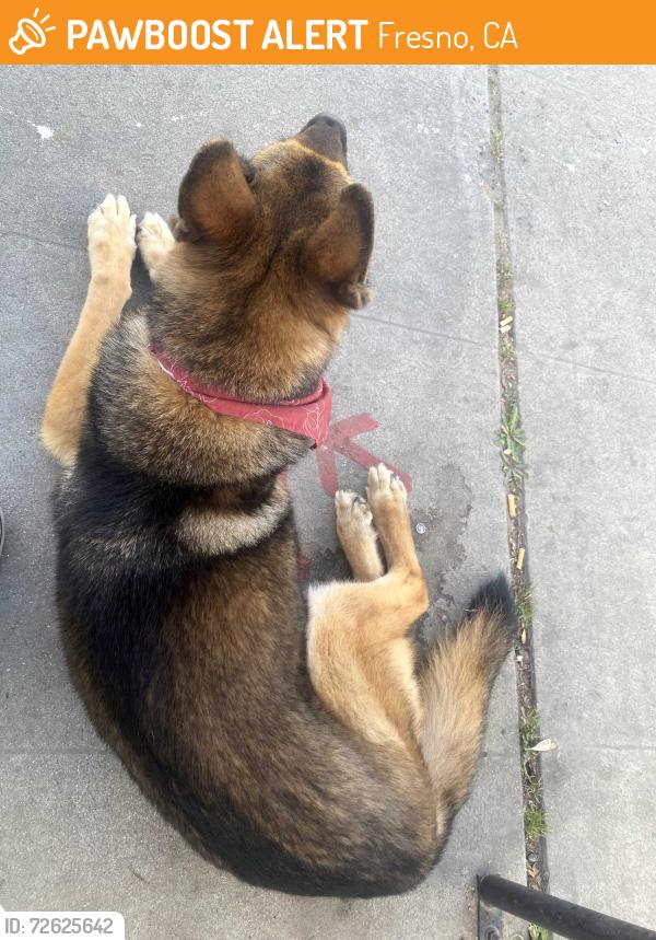 Found/Stray Unknown Dog last seen First and belmont, Fresno, CA 93702