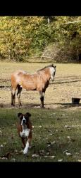 Lost Male Dog last seen Between the Blewer & and Donaldson rd., Dry Prong, LA 71423