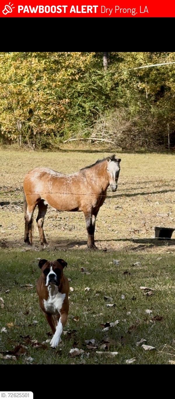 Lost Male Dog last seen Between the Blewer & and Donaldson rd., Dry Prong, LA 71423
