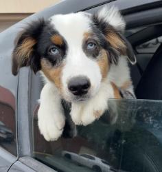 Lost Male Dog last seen Second Ward, Houston, TX 77003