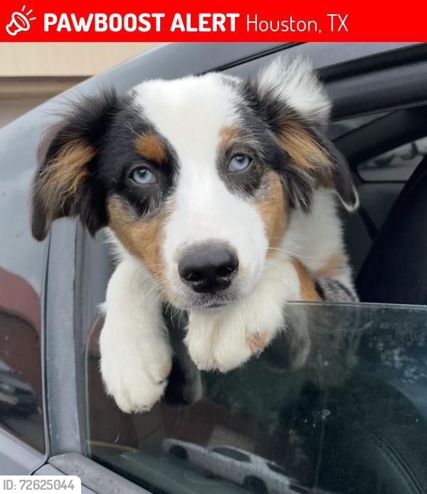 Lost Male Dog last seen Second Ward, Houston, TX 77003