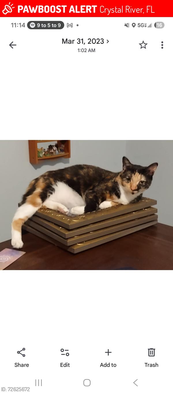 Lost Female Cat last seen N citrus , Crystal River, FL 34428