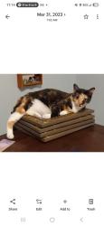 Lost Female Cat last seen N citrus , Crystal River, FL 34428