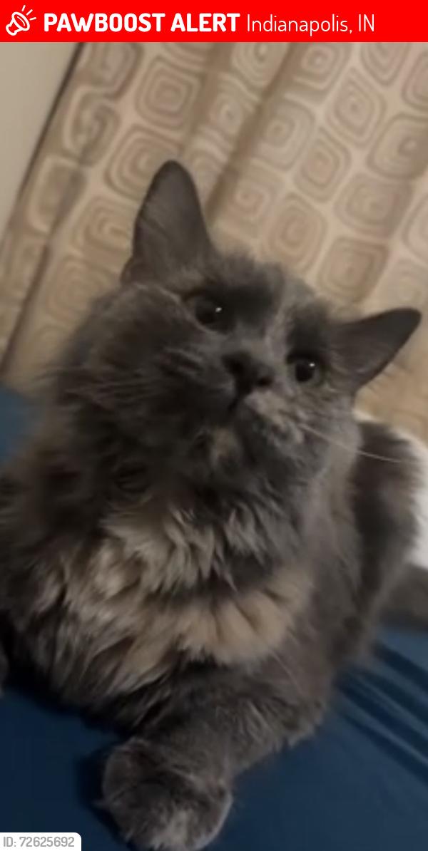 Lost Female Cat last seen Global preparatory academy riverside 44, Indianapolis, IN 46202