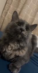 Lost Female Cat last seen Global preparatory academy riverside 44, Indianapolis, IN 46202
