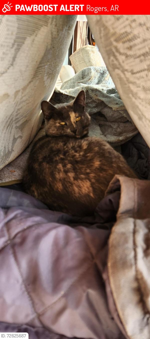 Lost Female Cat last seen Near Stoney point cemetery , Rogers, AR 72758