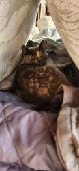 Lost Female Cat last seen Near Stoney point cemetery , Rogers, AR 72758