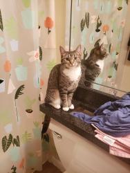 Lost Female Cat last seen 13th Ave and 12th Street, close to RBSMS, Zephyrhills, FL 33542