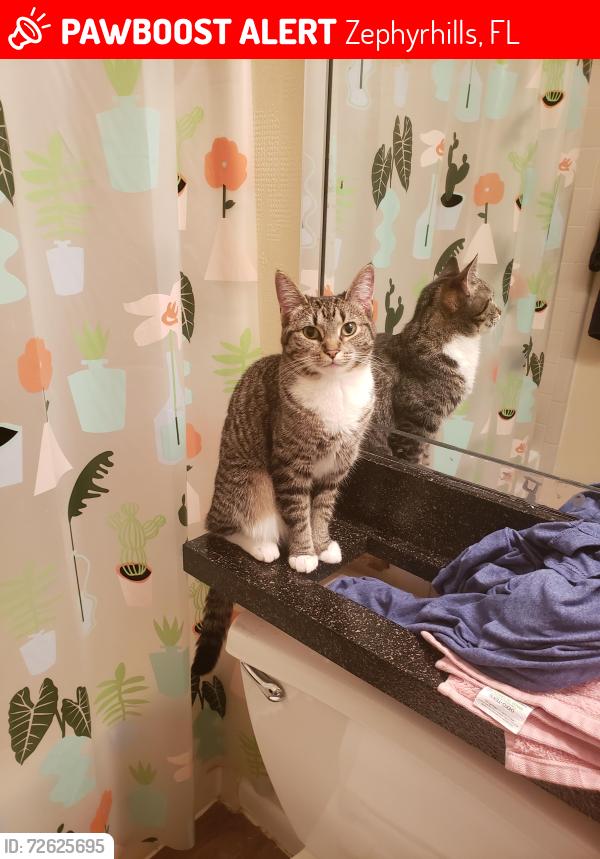 Lost Female Cat last seen 13th Ave and 12th Street, close to RBSMS, Zephyrhills, FL 33542