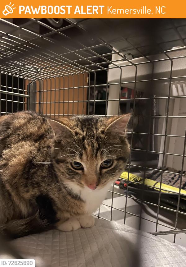 Found/Stray Unknown Cat last seen Kernersville Library, Kernersville, NC 27284