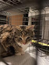 Found/Stray Unknown Cat last seen Kernersville Library, Kernersville, NC 27284