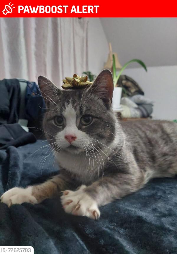 Lost Male Cat last seen 2nd division rd, Pictou County, NS B0K