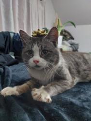 Lost Male Cat last seen 2nd division rd, Pictou County, NS B0K