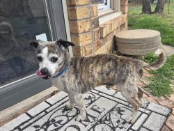 Found/Stray Male Dog last seen Broad Street and Retta Road, Mansfield, TX 76063