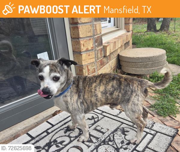 Found/Stray Male Dog last seen Broad Street and Retta Road, Mansfield, TX 76063