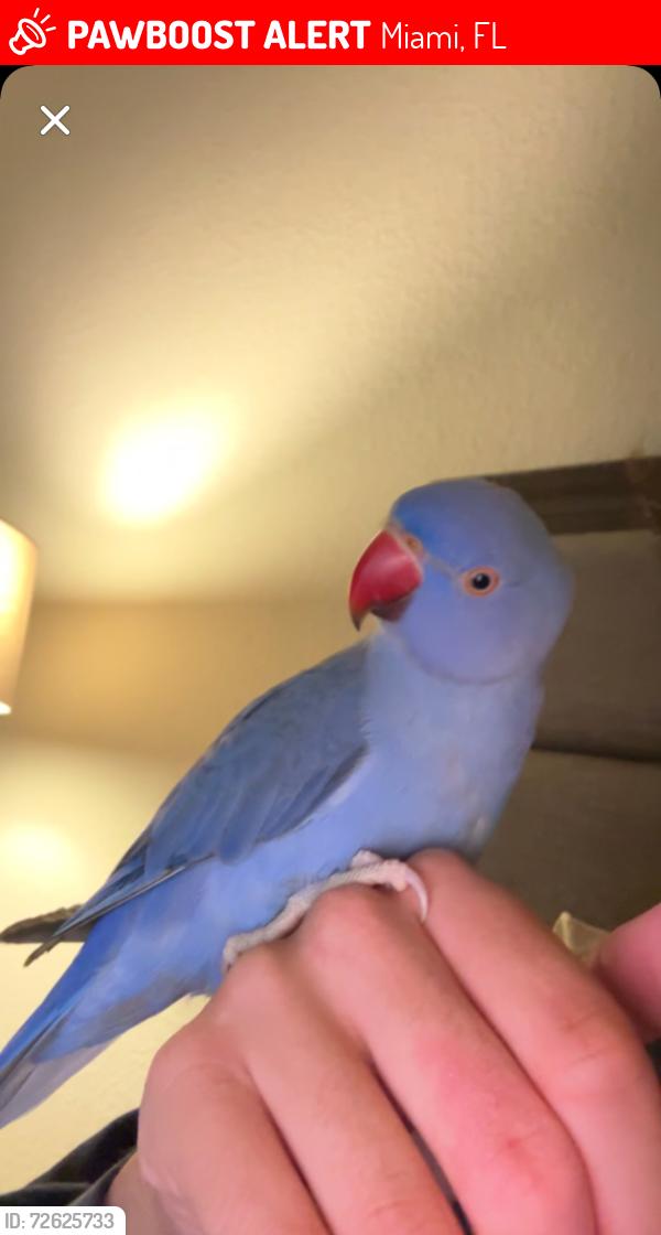Lost Male Bird last seen Near the forrest but flew into the neighborhood, Miami, FL 33175
