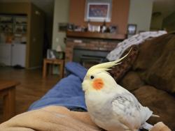 Lost Unknown Bird last seen CEDARWOOD AND LAUREL, Prescott, AZ 86301