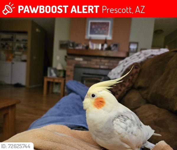Lost Unknown Bird last seen CEDARWOOD AND LAUREL, Prescott, AZ 86301