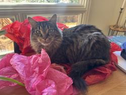 Lost Male Cat last seen 6th frontage road and  Red Rocks Community College , Golden, CO 80401