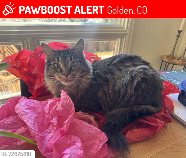 Lost Male Cat last seen 6th frontage road and  Red Rocks Community College , Golden, CO 80401