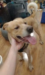 Found/Stray Male Dog last seen Mcdonald's on C and N White Zt, New Orleans, LA 70119