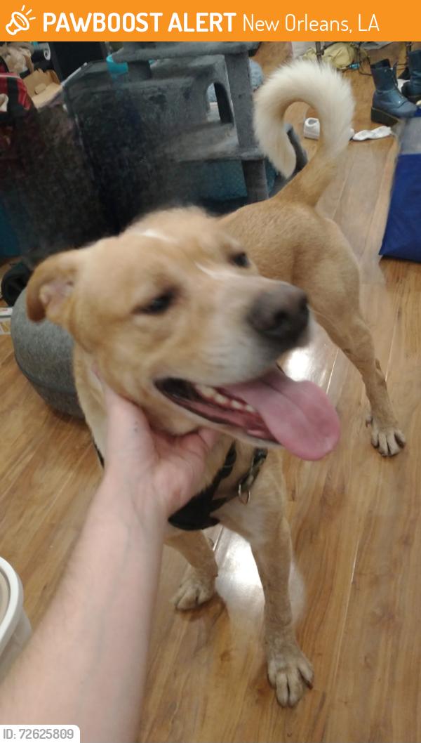 Found/Stray Male Dog last seen Mcdonald's on C and N White Zt, New Orleans, LA 70119