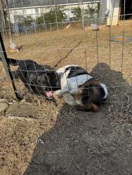 Lost Unknown Dog last seen Tates creek dr. Brandon dr, Lexington, KY 40502