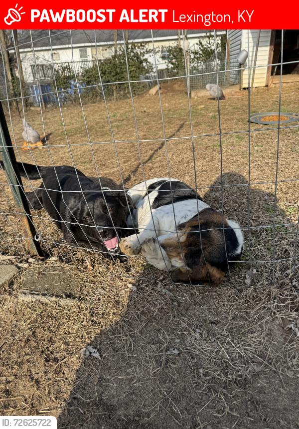 Lost Unknown Dog last seen Tates creek dr. Brandon dr, Lexington, KY 40502