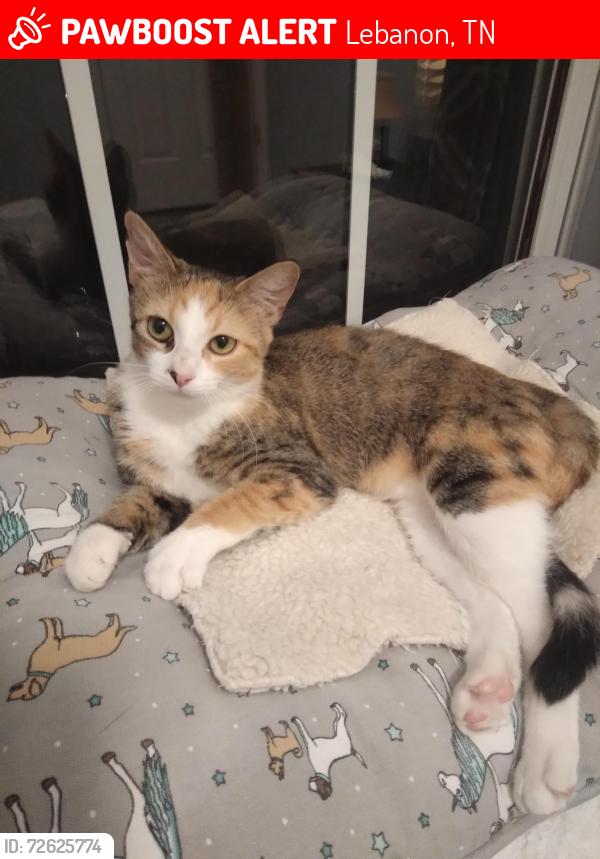 Lost Female Cat last seen Vesta Rd. and Flatwoods Rd. Lebanon, TN, Lebanon, TN 37090