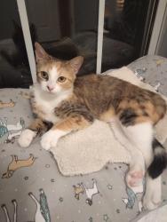 Lost Female Cat last seen Vesta Rd. and Flatwoods Rd. Lebanon, TN, Lebanon, TN 37090