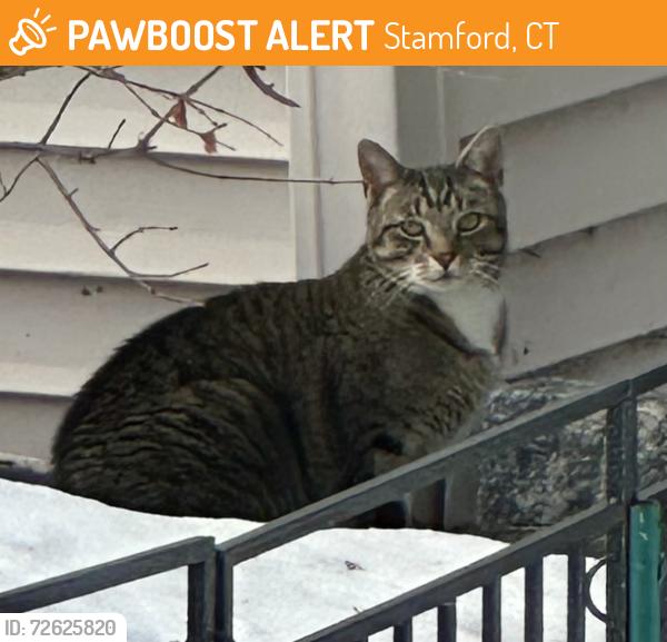 Found/Stray Unknown Cat last seen Roaming Birchwood Rd in Stamford toward Crestview, Stamford, CT 06907