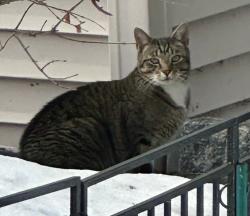 Found/Stray Unknown Cat last seen Roaming Birchwood Rd in Stamford toward Crestview, Stamford, CT 06907