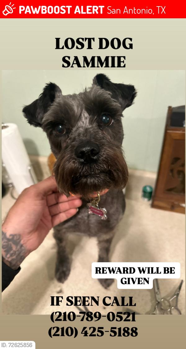 Lost Female Dog last seen East Houston street , San Antonio, TX 78202