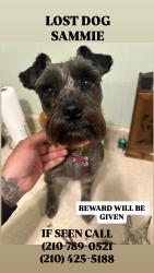 Lost Female Dog last seen East Houston street , San Antonio, TX 78202